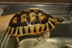 画像9: ソリガメCB☆ペア　完売しました