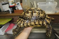 画像3: ナミビアヒョウモンリクガメ　完売しました