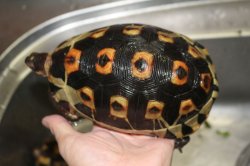 画像2: ソリガメCB☆ペア　完売しました