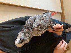 画像10: ヨウムPHBII１K107女の子お迎えいただきました