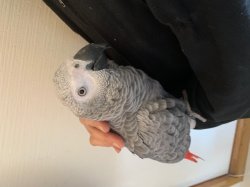 画像11: ヨウムPHBII１K107女の子お迎えいただきました