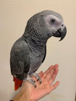 画像4: ヨウムPHBII１K103男の子お迎えいただきました