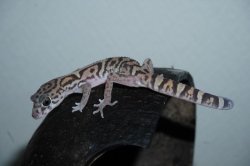 画像5: サヤツメトカゲモドキ