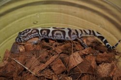 画像3: サヤツメトカゲモドキ