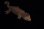画像1: チャホアミカドヤモリ　mainland ♀ (1)