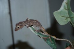 画像4: マツゲイシヤモリ