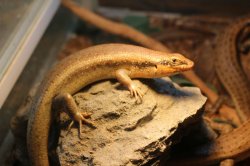 画像4: ショートネックスキンク