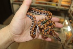 画像1: ブラジルレインボーボア