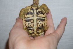 画像4: ナミビアヒョウモンリクガメ　完売しました