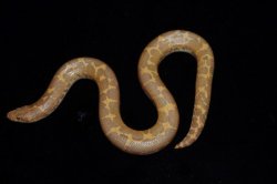 画像3: ケニアサンドボア　アルビノhetスノー