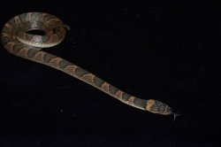 画像2: キタネコメヘビ