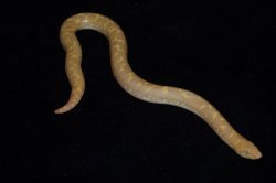 画像5: ケニアサンドボア　アルビノhetスノー