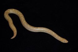 画像4: ケニアサンドボア　アルビノhetスノー