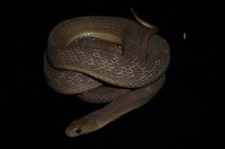 画像1: ミドリタマゴヘビ