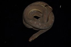 画像2: ミドリタマゴヘビ