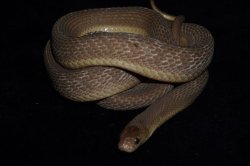 画像3: ミドリタマゴヘビ