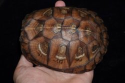 画像4: トウブハコガメ　E個体　完売しました