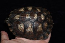 画像4: トウブハコガメ　C個体　完売しました