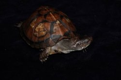 画像2: トウブハコガメ　A個体　完売しました