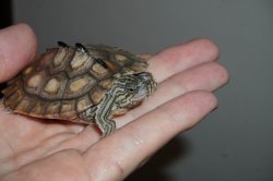 画像5: キマダラチズガメ　完売しました