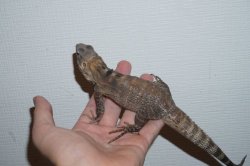 画像4: サンエステバントゲオイグアナ　完売しました