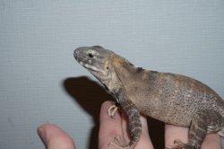 画像5: サンエステバントゲオイグアナ　完売しました