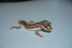 画像4: レビスピルバレンシス　Bペア　完売しました