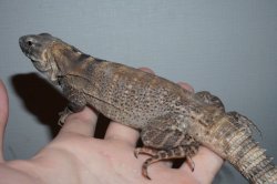 画像2: サンエステバントゲオイグアナ　完売しました