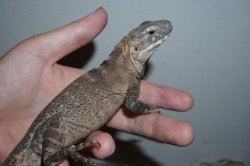 画像3: サンエステバントゲオイグアナ　完売しました