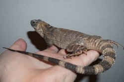 画像1: サンエステバントゲオイグアナ　完売しました