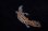 画像2: ニシアフリカトカゲモドキ　ホワイトアウトパターンレス　♀ (2)