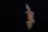 画像3: ニシアフリカトカゲモドキ　ホワイトアウトパターンレス　♀ (3)