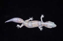 画像4: ニシアフリカトカゲモドキ　ホワイトアウトゴースト　♀