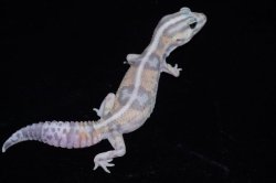 画像5: ニシアフリカトカゲモドキ　ホワイトアウトゴースト　♀