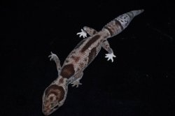 画像3: ニシアフリカトカゲモドキ　ホワイトアウトオレオ 