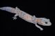 ニシアフリカトカゲモドキ　ホワイトアウトゴースト　♀