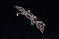 画像5: ニシアフリカトカゲモドキ　ホワイトアウトオレオ 