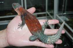 画像2: カンペチェトゲオイグアナ　ペア完売しました