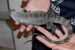 画像6: ベイカートゲオイグアナ　ヤング　ペア完売しました
