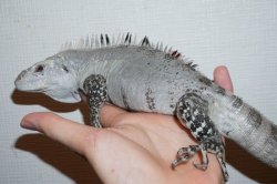 画像2: ベイカートゲオイグアナ　ヤング　ペア完売しました