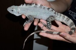 画像3: ベイカートゲオイグアナ　ヤング　ペア完売しました