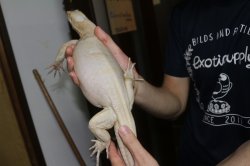 画像3: サルバトールモニター　T-アルビノ　♀非売