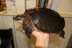 画像3: スッポンモドキ　完売しました