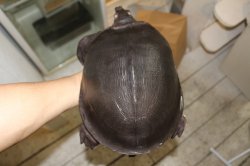 画像5: スッポンモドキ　完売しました