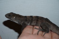 画像2: ロアタントゲオイグアナ