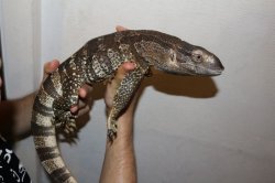 画像2: ケープバンディット　スーパーショートボディ完売しました