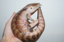 画像4: キタアオジタトカゲ　キャラメル　完売しました