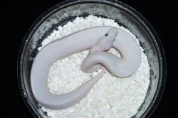 画像1: ホワイトウェディング　♀