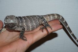 画像3: サンエステバントゲオイグアナ　A個体　完売しました