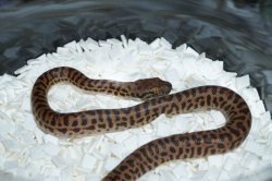 画像5: スティムソンパイソン　ペア